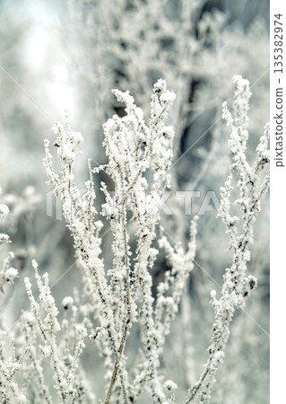 winter landscape of snow-covered plants 135382974