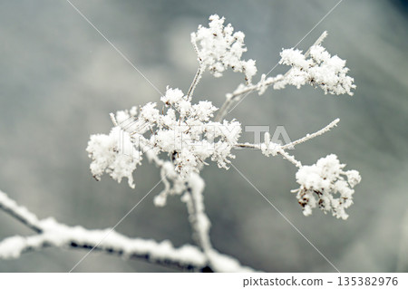 winter landscape of snow-covered plants 135382976