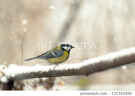 photo of a titmouse in winter photo of a titmouse in winter 135382980