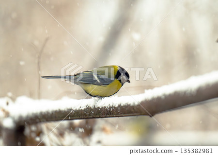 photo of a titmouse in winter photo of a titmouse in winter 135382981