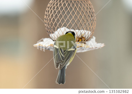 photo of a titmouse in winter photo of a titmouse in winter 135382982