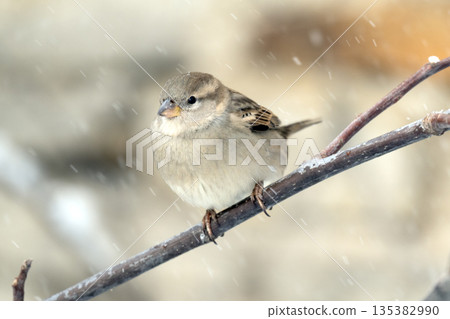 A close-up of a sparrow on a branch 135382990