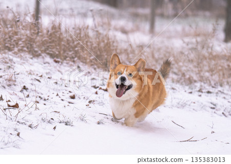 corgi on a walk on a winter day 135383013