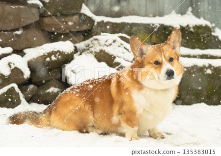 Pembroke corgi on a walk Pembroke corgi on a walk 135383015