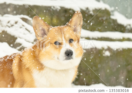 Pembroke corgi on a walk Pembroke corgi on a walk 135383016