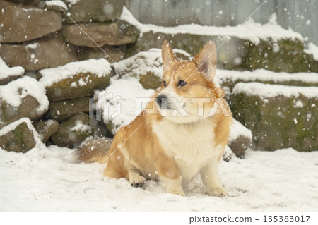 Pembroke corgi on a walk Pembroke corgi on a walk 135383017