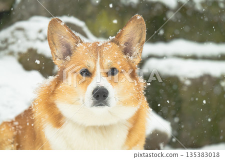 Pembroke corgi on a walk Pembroke corgi on a walk 135383018