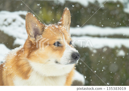 Pembroke corgi on a walk 135383019