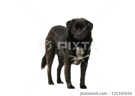 Black dog isolated 135383020