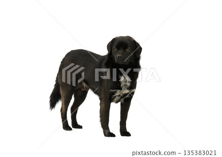 Black dog isolated 135383021