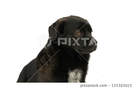 Black dog isolated Black dog isolated 135383023