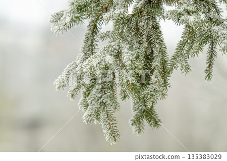A close-up photo of snow-covered spruce branches 135383029