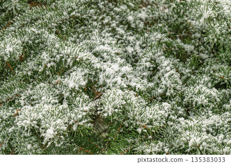 A close-up photo of snow-covered spruce branches 135383033