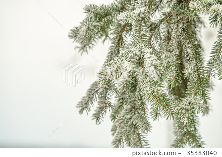 A close-up photo of snow-covered spruce branches A close-up photo of snow-covered spruce branches 135383040