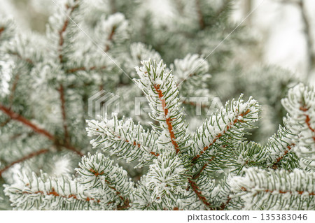 A close-up photo of snow-covered spruce branches 135383046