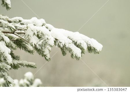 A close-up photo of snow-covered spruce branches 135383047