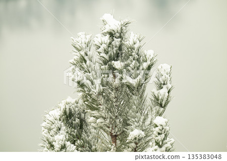A close-up photo of snow-covered spruce branches 135383048