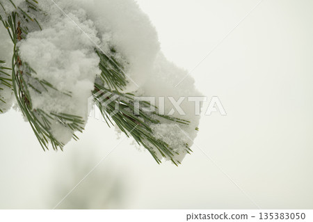 A close-up photo of snow-covered spruce branches 135383050