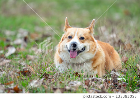 A Pembroke Welsh Corgi lies on the grass A Pembroke Welsh Corgi lies on the grass 135383053