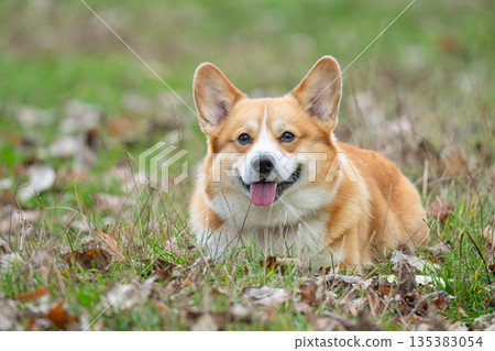 A Pembroke Welsh Corgi lies on the grass A Pembroke Welsh Corgi lies on the grass 135383054