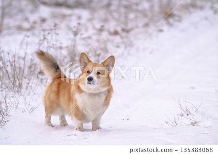 corgi on a walk on a winter day corgi on a walk on a winter day 135383068