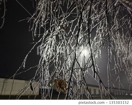 Glimmering branches in the quiet night reveal nature's beauty and mystery 135383152