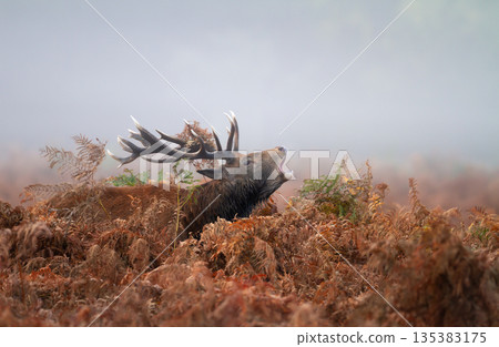 Red deer stag roaring during autumn rut in ferns 135383175