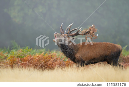 Red deer stag roaring during autumn rut in ferns 135383176