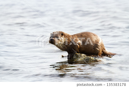 Young European otter cub resting on coastal seaweed 135383178