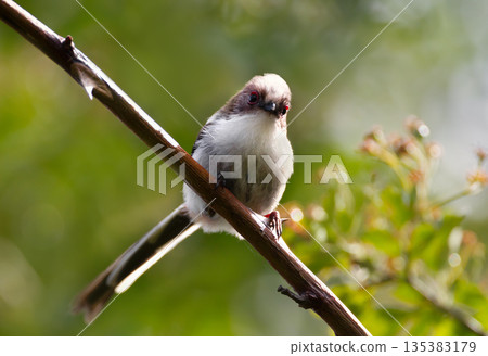Portrait of Long-tailed tit juvenile perched on a tree branch in spring Portrait of Long-tailed tit juvenile perched on a tree branch in spring 135383179