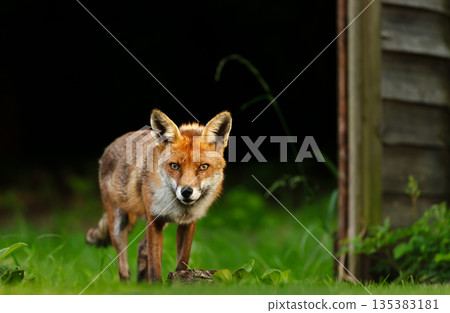 Red fox standing on green grass in meadow Red fox standing on green grass in meadow 135383181