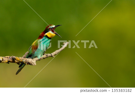 Colorful European bee-eater calling on tree branch during summer 135383182