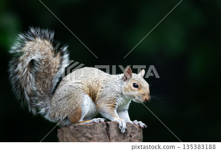 Portrait of a cute curious young grey squirrel standing on tree stump Portrait of a cute curious young grey squirrel standing on tree stump 135383188