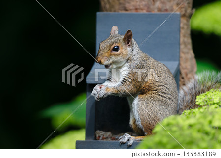 Grey squirrel eating nuts and seeds on a squirrel feeder Grey squirrel eating nuts and seeds on a squirrel feeder 135383189