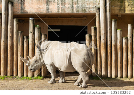 White rhinoceros standing in outdoor zoo enclosure 135383292