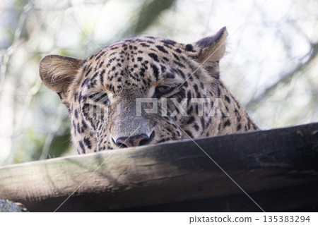 Leopard looking down from wooden platform watching surroundings 135383294