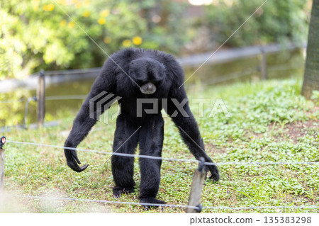 Siamang gibbon exploring green habitat on all fours Siamang gibbon exploring green habitat on all fours 135383298