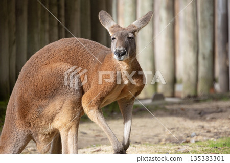 Red kangaroo standing at zoo habitat looking at camera 135383301