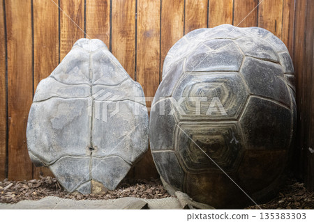 Preserving large tortoise shells in natural history exhibit Preserving large tortoise shells in natural history exhibit 135383303