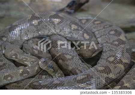 Group of snakes coiling together for warmth and security Group of snakes coiling together for warmth and security 135383306