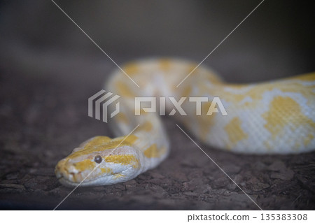 Albino python resting on dark ground looking Albino python resting on dark ground looking 135383308