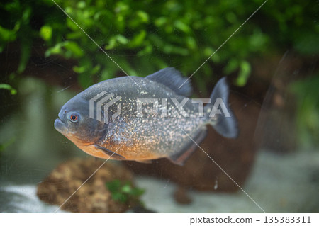 Red bellied piranha swimming in aquarium Red bellied piranha swimming in aquarium 135383311