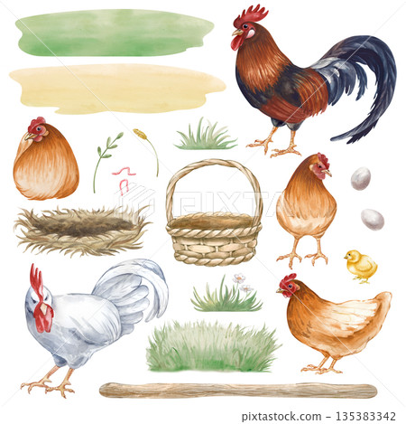 A set of poultry, chickens, lawns, eggs and a basket with a nest on an isolated background.. Watercolor illustration of a poultry yard. Realistic clipart for the design of farm products and rural 135383342