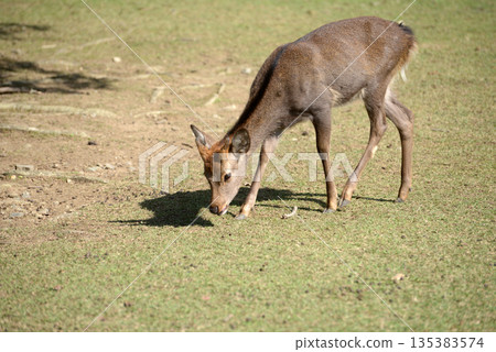 Nara Park, Fawn, Nara City Nara Park, Fawn, Nara City 135383574