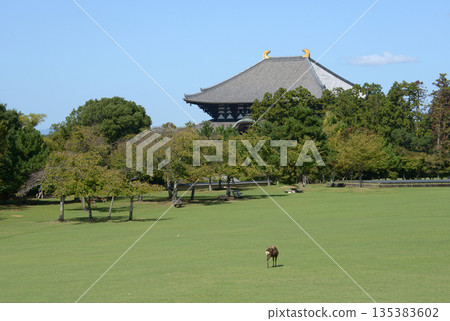 Nara Park, Deer and Great Buddha Hall, Nara City 135383602