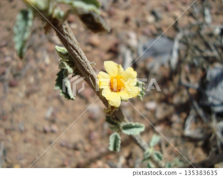 yellow flower of a species native to the Brazilian semi-arid region yellow flower of a species native to the Brazilian semi-arid region 135383635