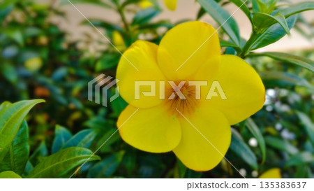 Yellow Alamanda Flower in garden 135383637