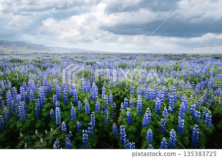 Typical Icelandic landscape with blooming lupine Typical Icelandic landscape with blooming lupine 135383725