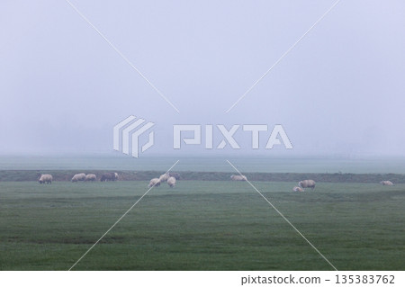 Sheep graze quietly on a fog covered pasture, their woolly forms softened by mist, evoking rural calm and seasonal stillness. Sheep graze quietly on a fog covered pasture, their woolly forms softened by mist, evoking rural calm and seasonal stillness. 135383762