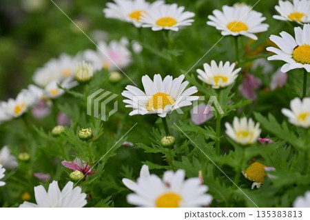 菊花，北極（菊花） 135383813